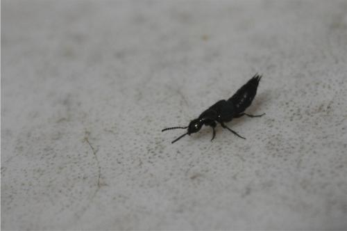 Réf. 341 652 : Philonthus sp.